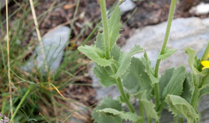 Doronicum grandiflorum (Lam., 1786)
