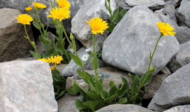 Doronicum grandiflorum (Lam., 1786)