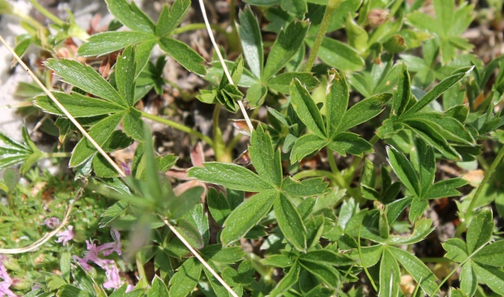 Potentilla aurea L., 1756