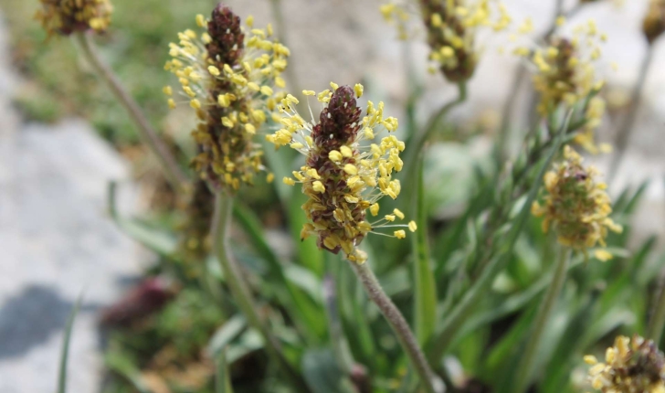 Plantago alpina (L., 1753)