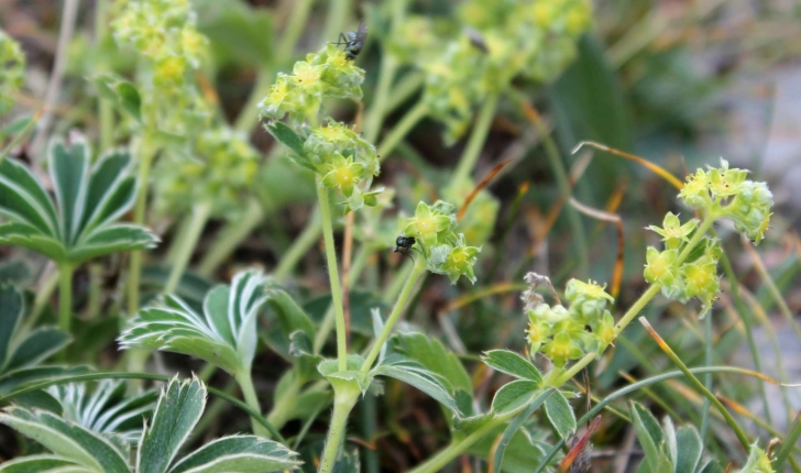 Alchemilla alpina (L., 1753)
