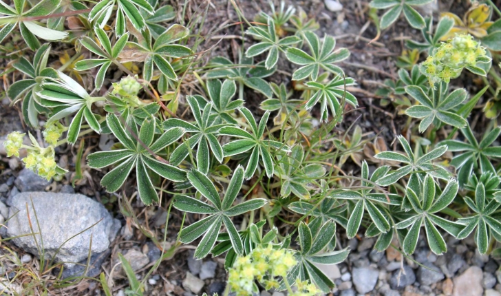Alchemilla alpina (L., 1753)