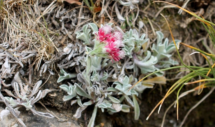 Antennaria dioica ((L.) Gaertn., 1791)
