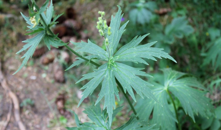Aconitum lycoctonum (L., 1753)