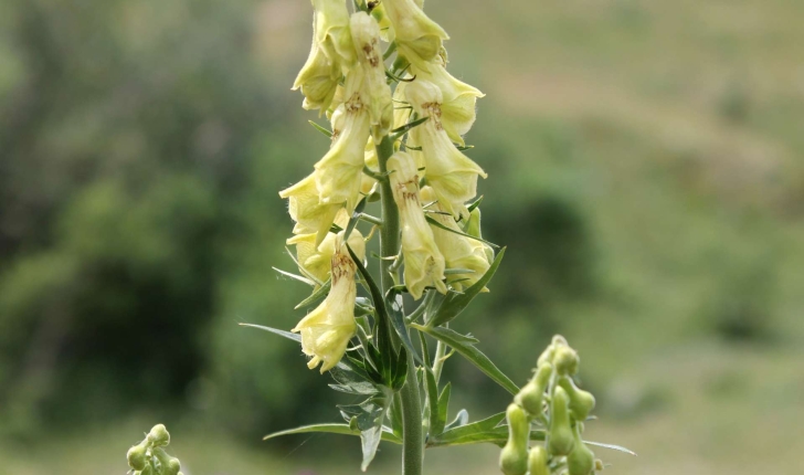 Aconitum lycoctonum (L., 1753)