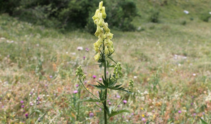 Aconitum lycoctonum (L., 1753)