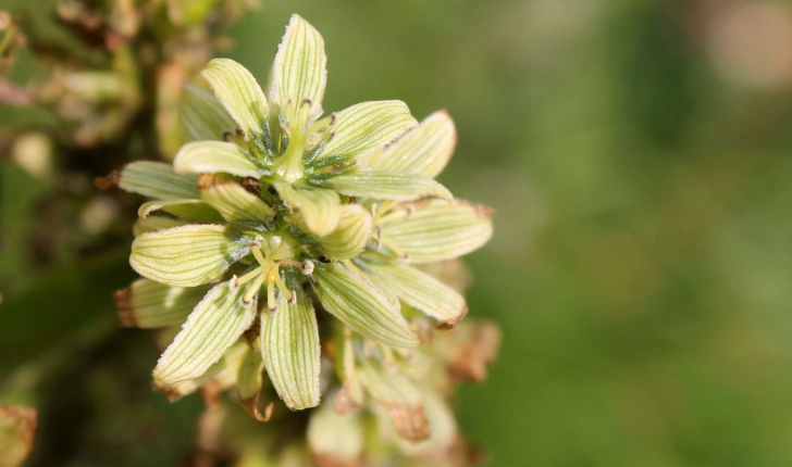 Veratrum album (L., 1753)