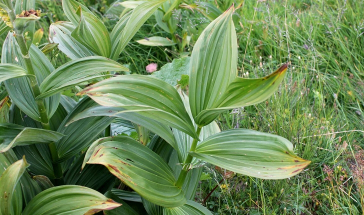 Veratrum album (L., 1753)