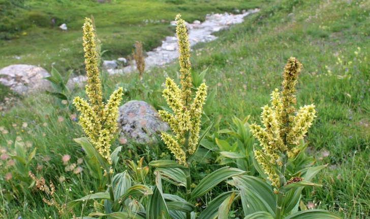 Veratrum album (L., 1753)