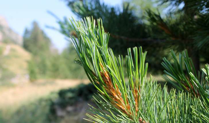 Pinus cembra (L., 1753)