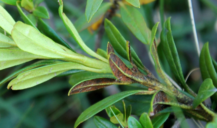 Rhododendron ferrugineum (L., 1753)