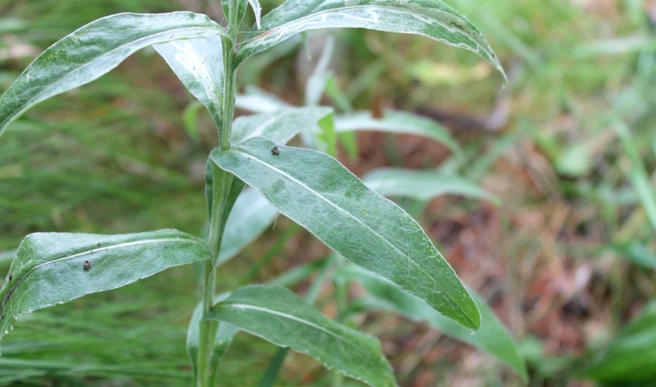Cyanus montanus ((L.) Hill, 1768)