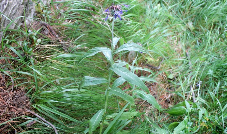 Cyanus montanus ((L.) Hill, 1768)