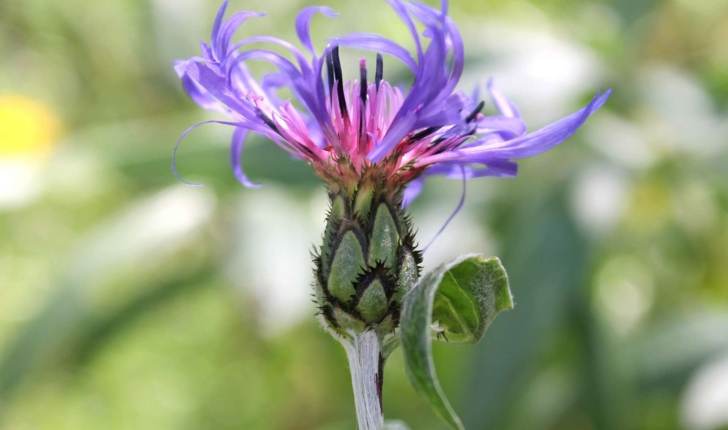 Cyanus montanus ((L.) Hill, 1768)