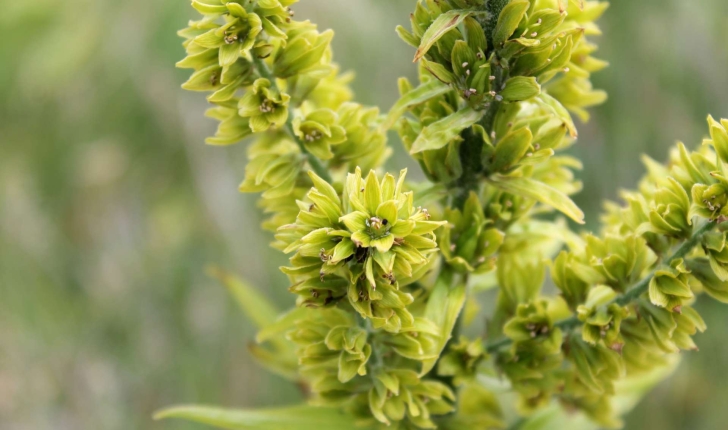 Veratrum album (L., 1753)