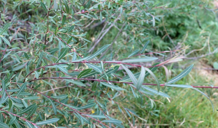 Salix purpurea (L., 1753)