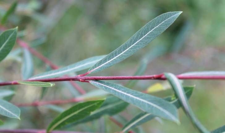 Salix purpurea (L., 1753)