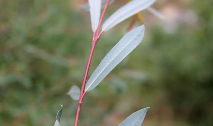 Salix purpurea (L., 1753)