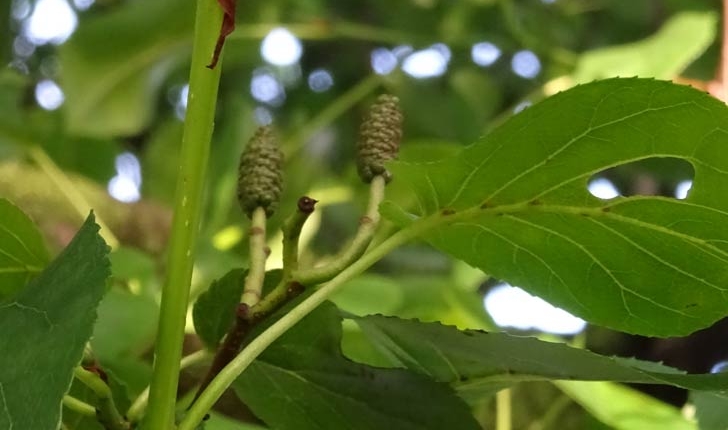 Alnus cordata (Loisel) Duby, 1828