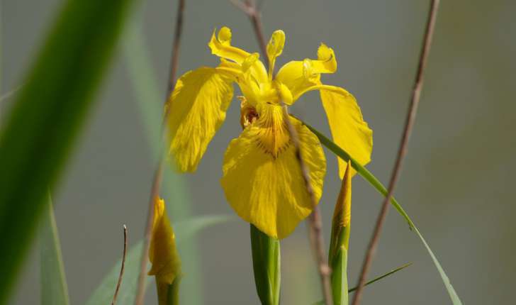 Iris pseudacorus (L., 1753)