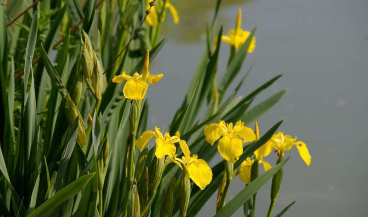 Iris pseudacorus (L., 1753)