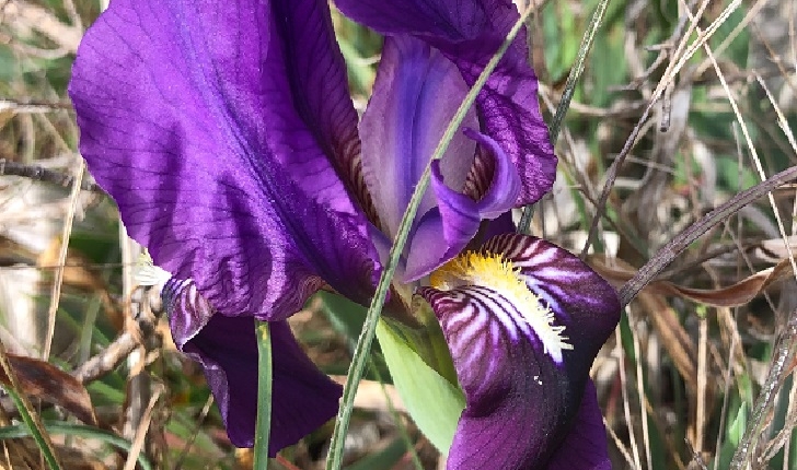 Iris lutescens (Lamarck, 1789)