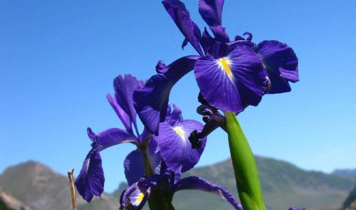Iris latifolia (Mill.) Voss