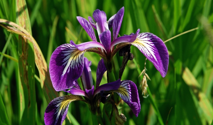 Iris foetidissima L., 1753
