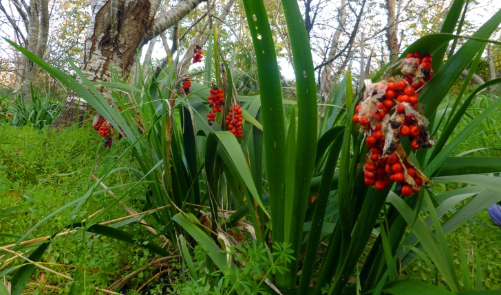 Iris foetidissima L., 1753