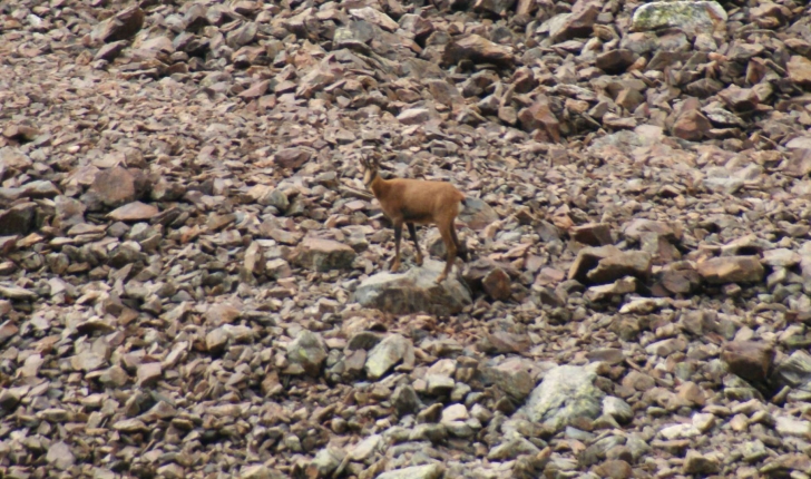 Rupicapra pyrenaica