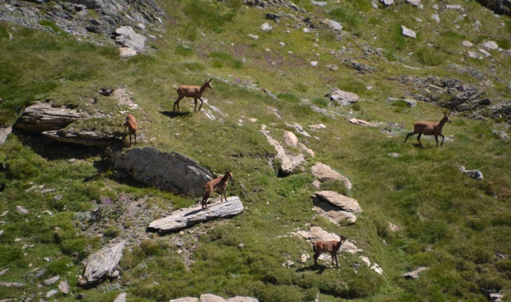 Rupicapra pyrenaica