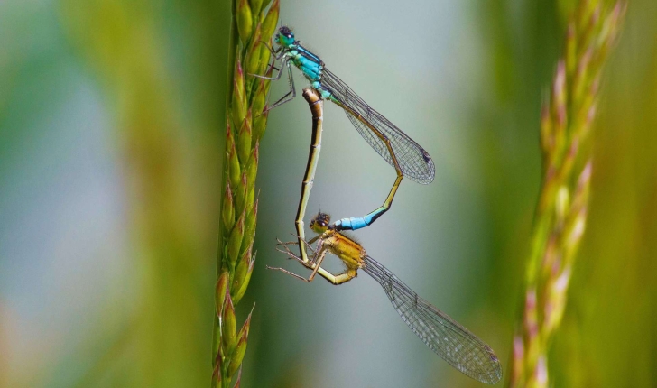 Ischnura elegans (Vander Linden, 1820) 