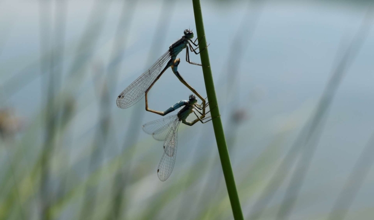 Ischnura elegans (Vander Linden, 1820) 