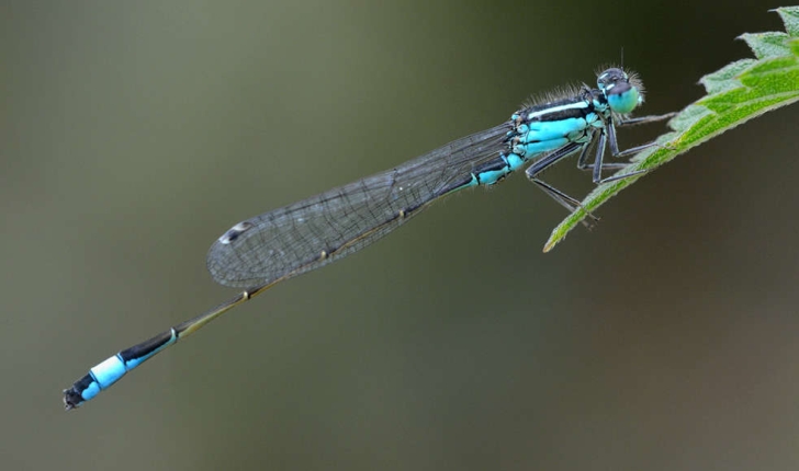 Ischnura elegans (Vander Linden, 1820) 
