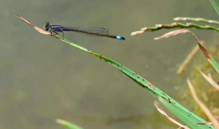 Ischnura elegans (Vander Linden, 1820) 