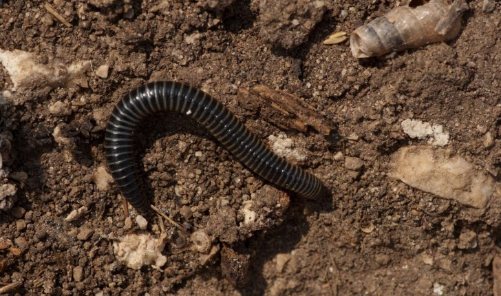 Tachypodoiulus niger (Leach, 1814)