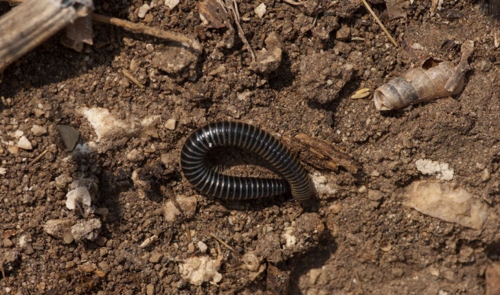 Tachypodoiulus niger (Leach, 1814)
