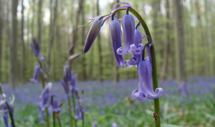 Hyacinthoides non-scripta (L.) Chouard ex Rothm., 1944