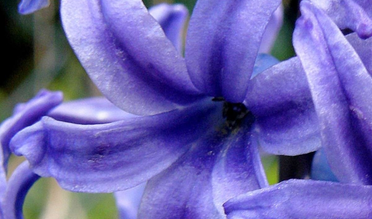 Hyacinthoides non-scripta (L.) Chouard ex Rothm., 1944