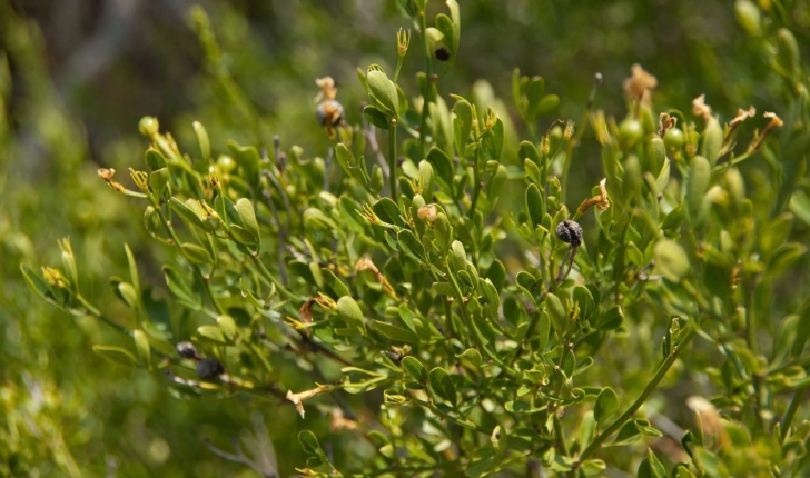 Jasminum fruticans (Linné, 1753)
