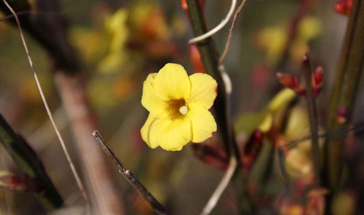 Jasminum fruticans (Linné, 1753)