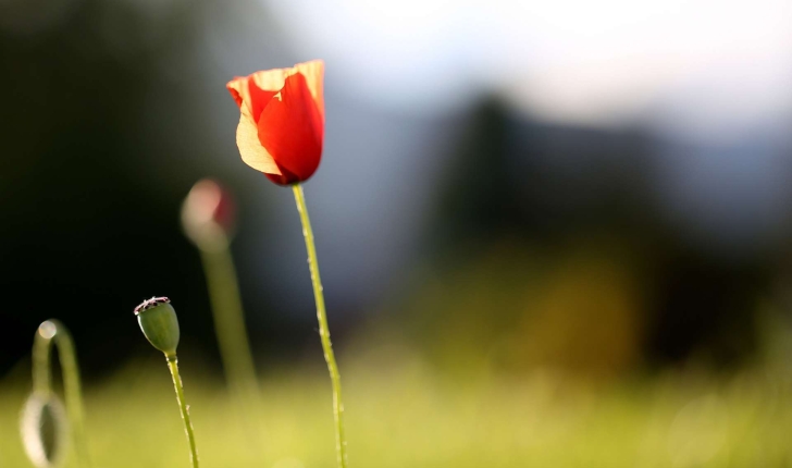 Papaver rhoeas L.