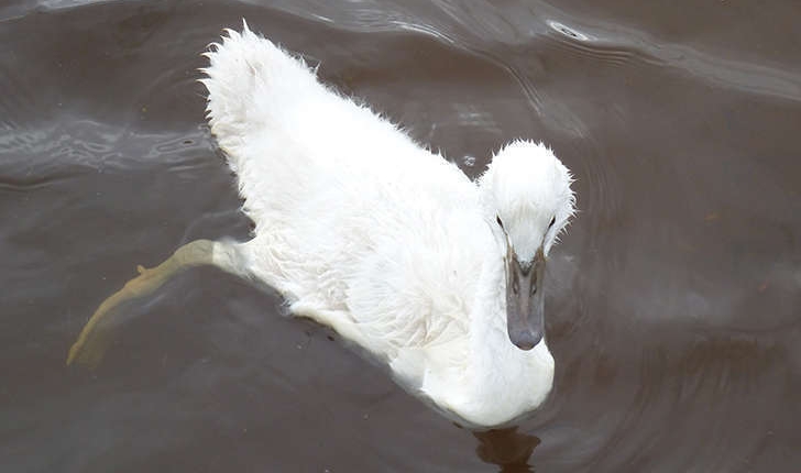 Cygnus olor (Gmelin,JF,1789 )