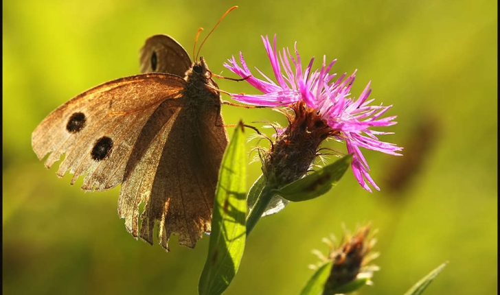 Minois dryas (Scopoli, 1763) 