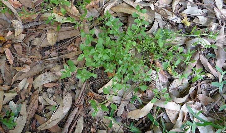 Stellaria media (L.) Vill., 1789