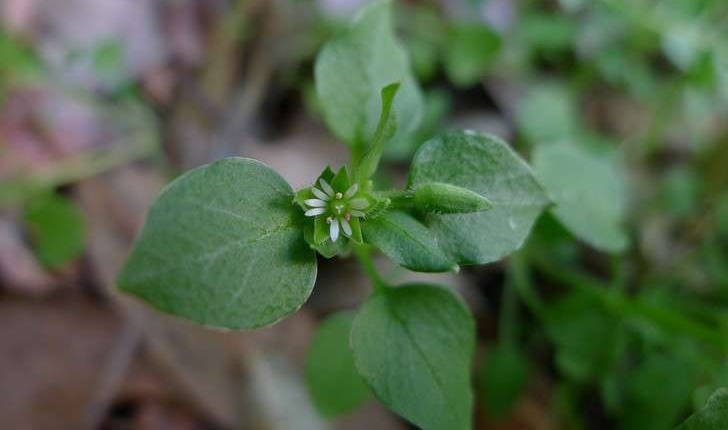 Stellaria media (L.) Vill., 1789