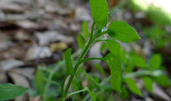 Stellaria media (L.) Vill., 1789