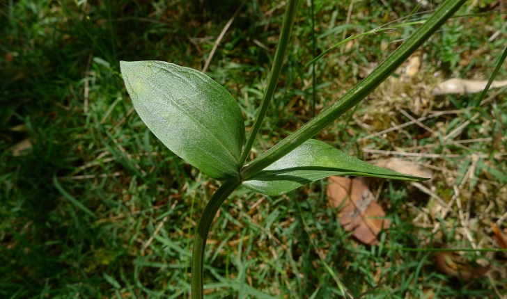 Centaurium erythraea (Rafn, 1800)
