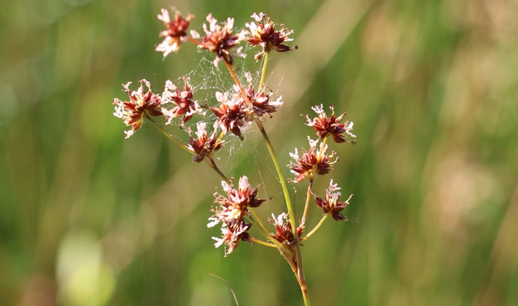 Juncus