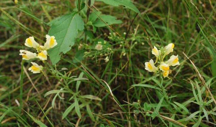 Linaria vulgaris (Mill., 1768)